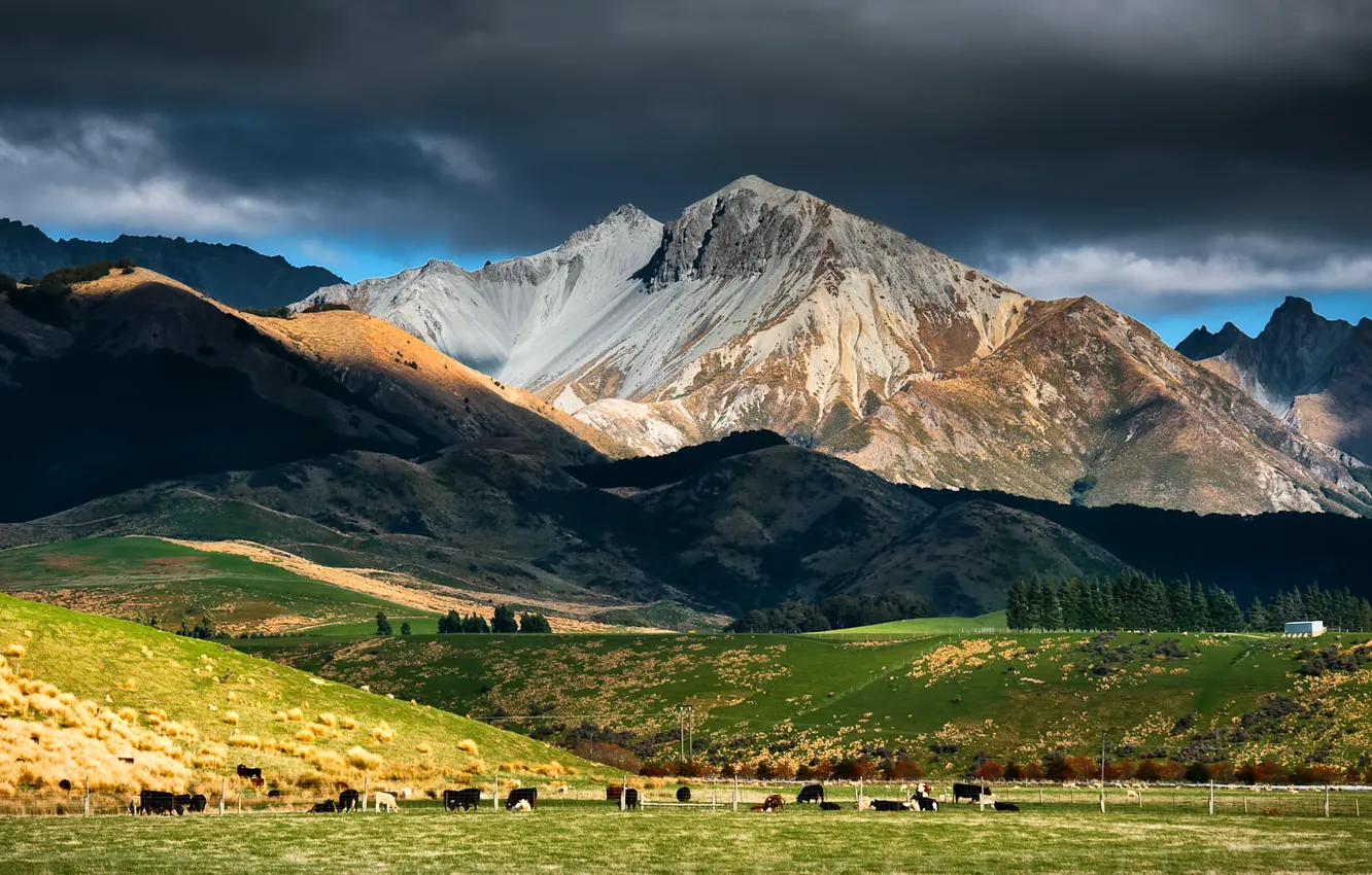 Photo wallpaper the sky, mountains, clouds, cows, pasture, new Zealand, cattle, the herd, new Zealand