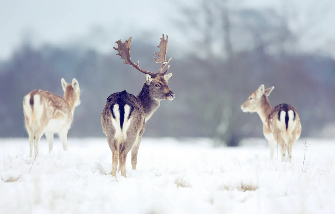 Photo wallpaper winter, nature, deer