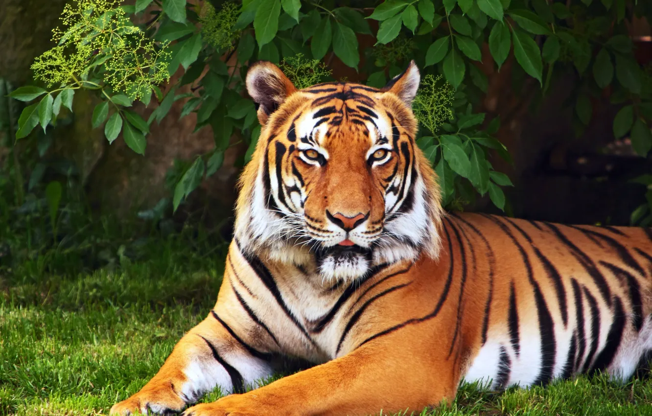 Wallpaper greens, animals, grass, leaves, tiger, tree, widescreen,  Wallpaper, wallpaper, widescreen, background, full screen, HD wallpapers,  widescreen, fullscreen images for desktop, section кошки - download