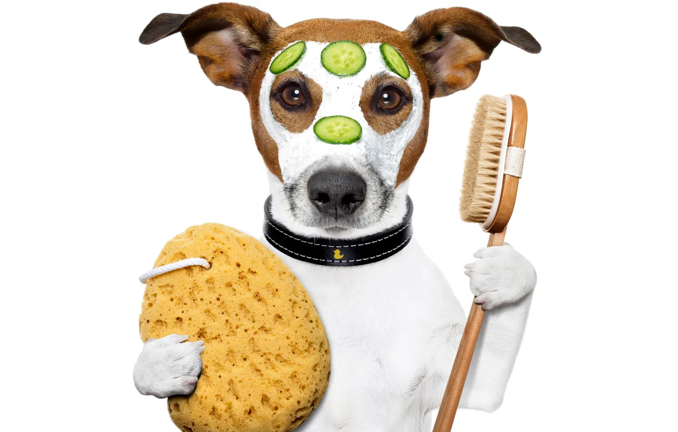 Photo wallpaper dog, humor, paws, mask, white background, collar, cream, slices, brush, cucumbers, Jack Russell Terrier