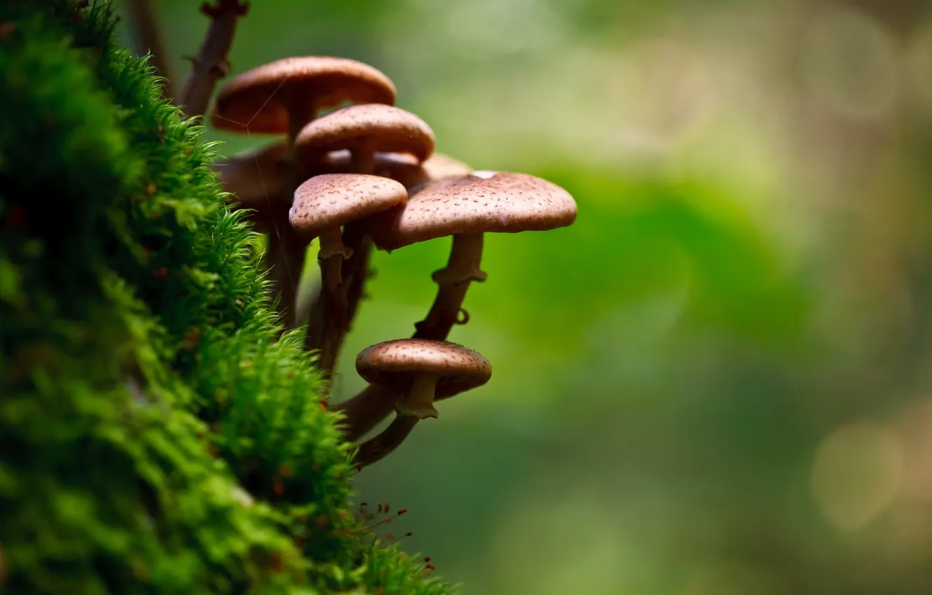 Photo wallpaper photography, nature, macro, moss, Mushrooms