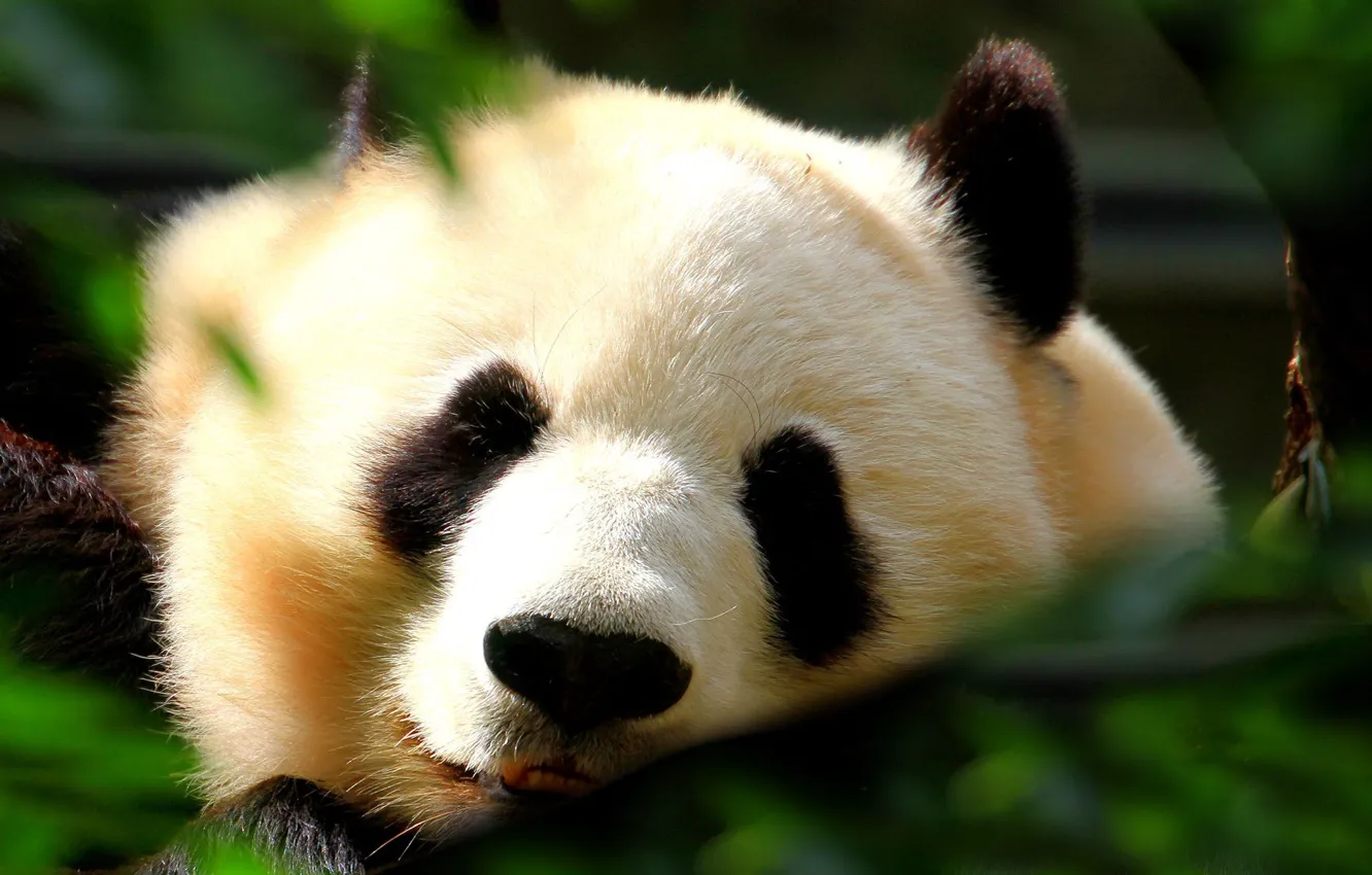 Photo wallpaper white, foliage, black, Panda, sleeping