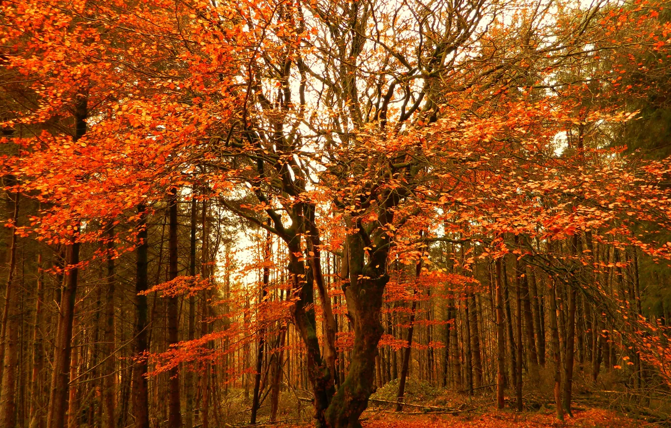 Photo wallpaper Autumn, Trees, Forest, Fall, Autumn, Colors, Forest, Trees