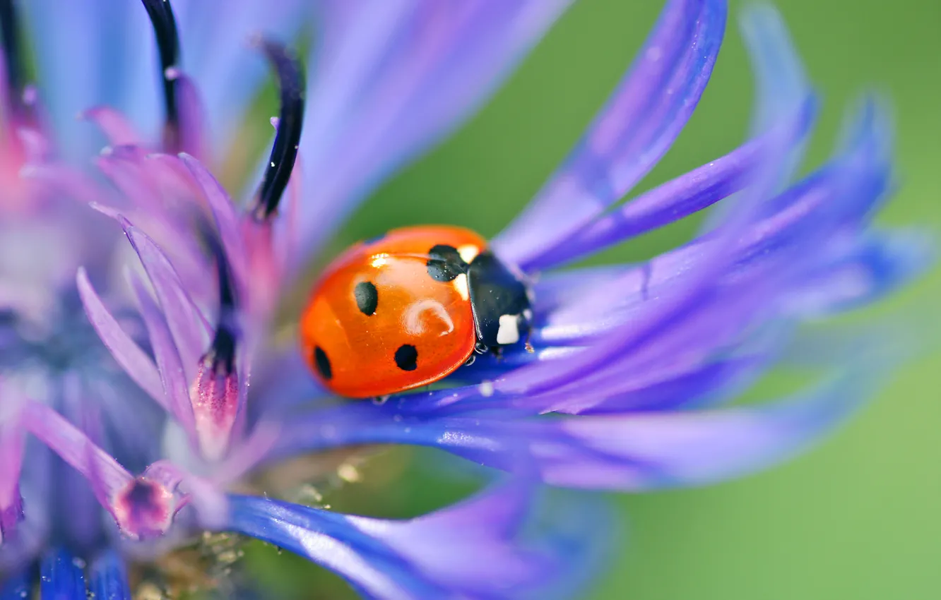 Photo wallpaper flower, macro, blue, nature, ladybug, beetle, petals, insect, cornflower