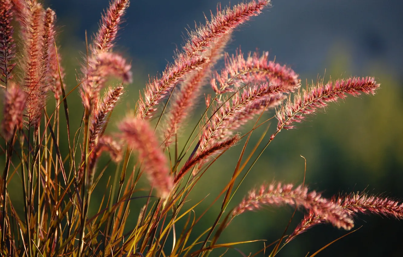 Photo wallpaper grass, nature, plant, blur, spikelets