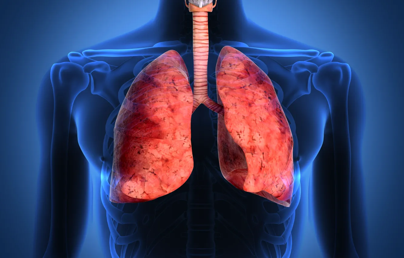 Wallpaper lungs, respiratory tract, human body images for desktop, section  рендеринг - download