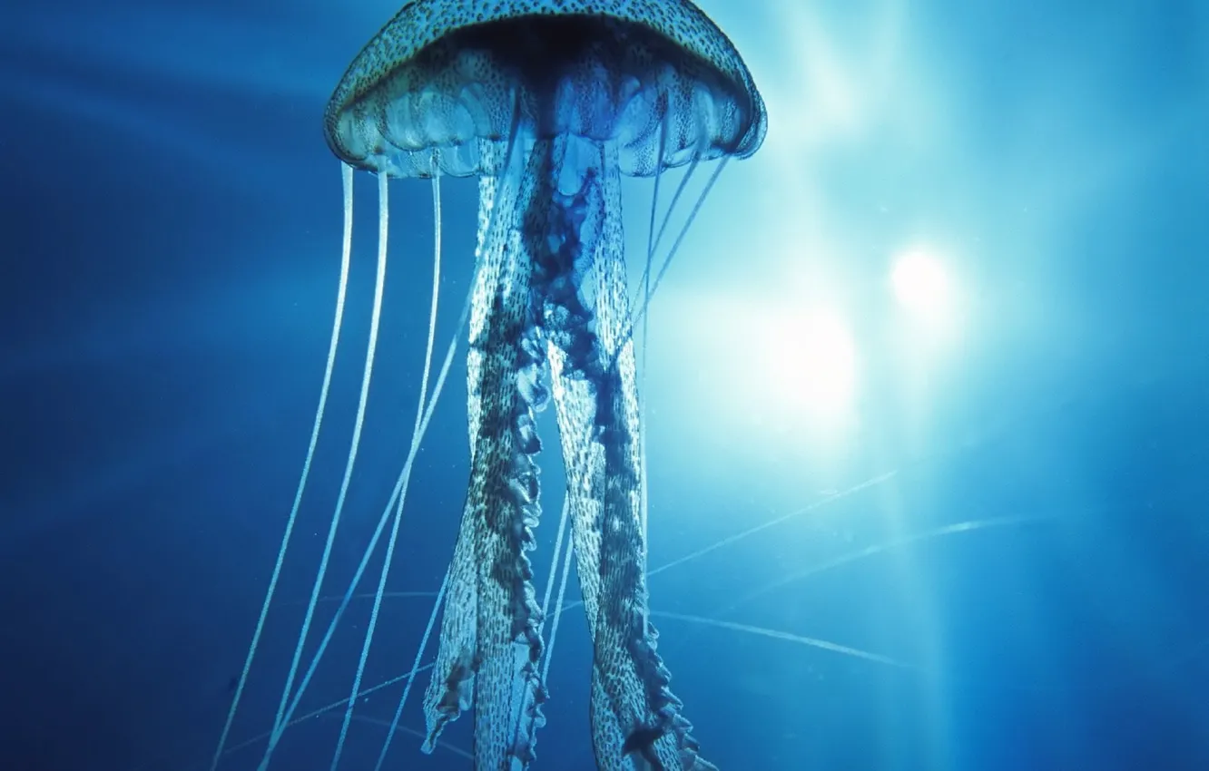 Wallpaper underwater, Pacific Ocean, Jellyfish images for desktop, section  животные - download