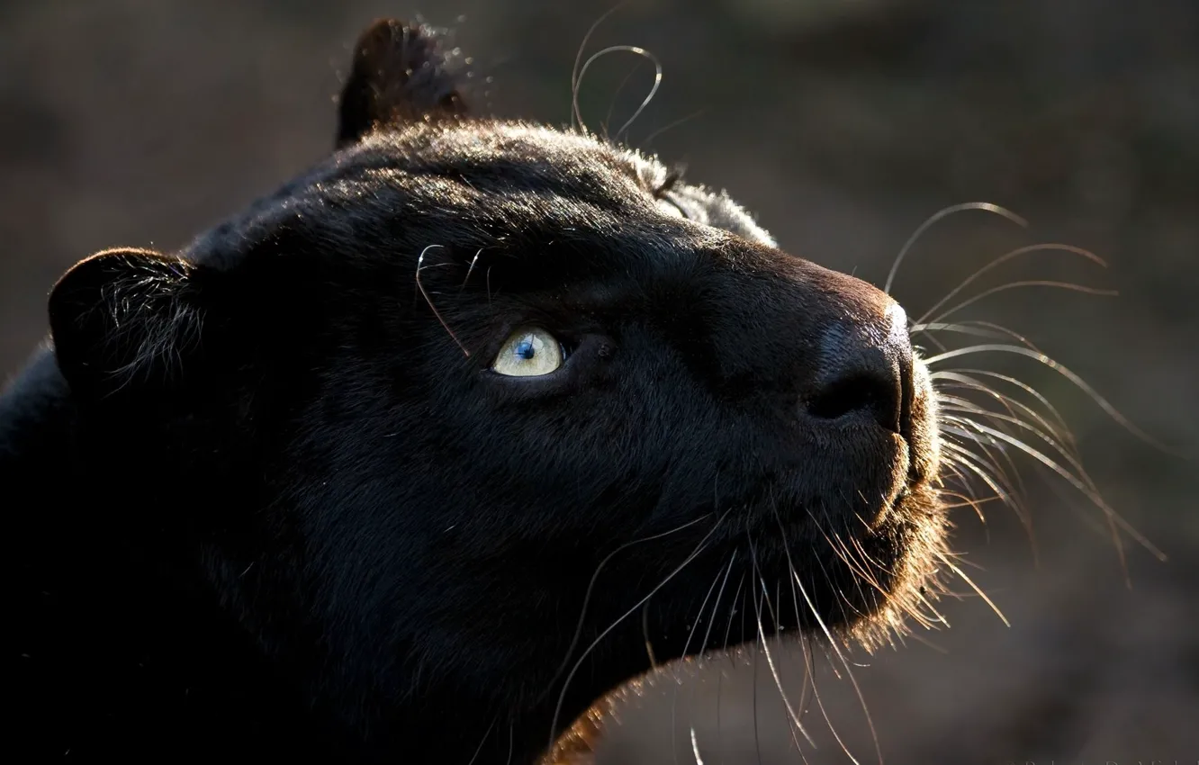 Photo wallpaper cat, predator, Panther, vzglead