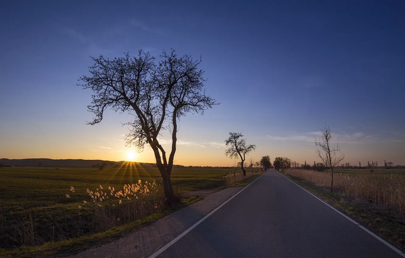 Photo wallpaper road, sunset, tree