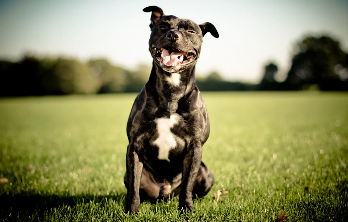 Wallpaper smile, dog, English Staffordshire bull Terrier, Staffordshire