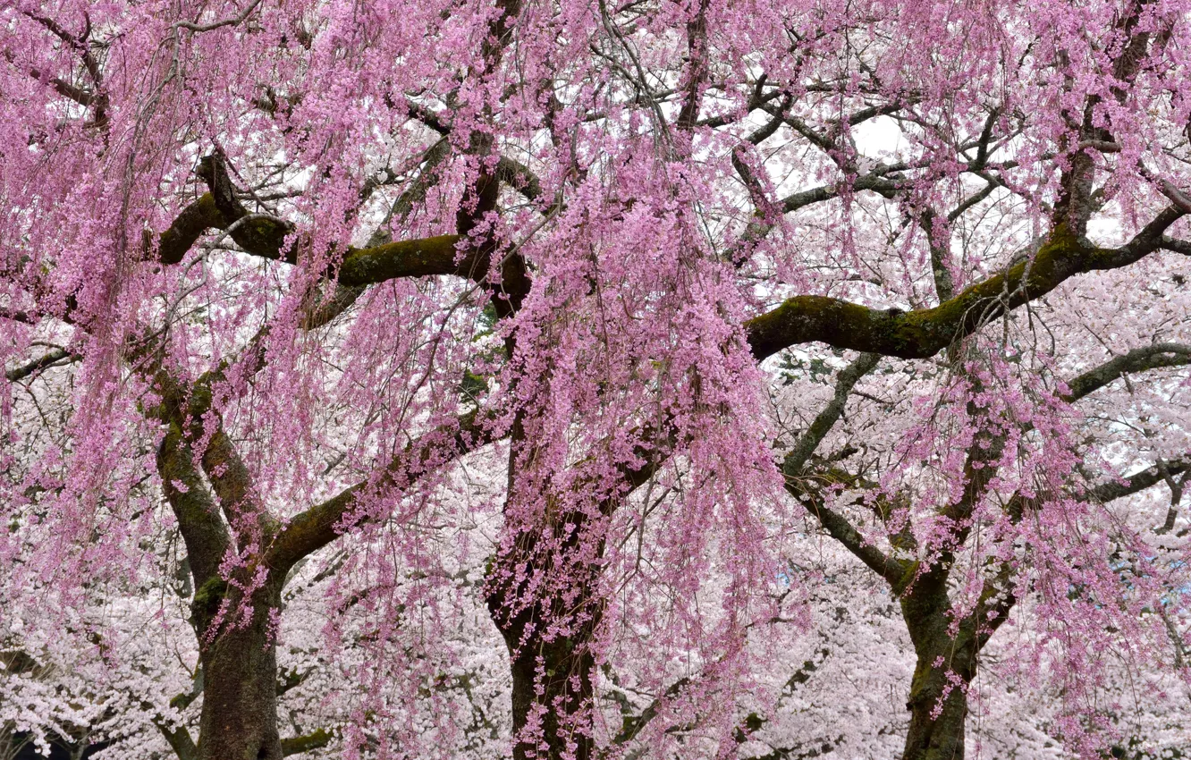 Photo wallpaper trees, flowers, branches, spring, flowering