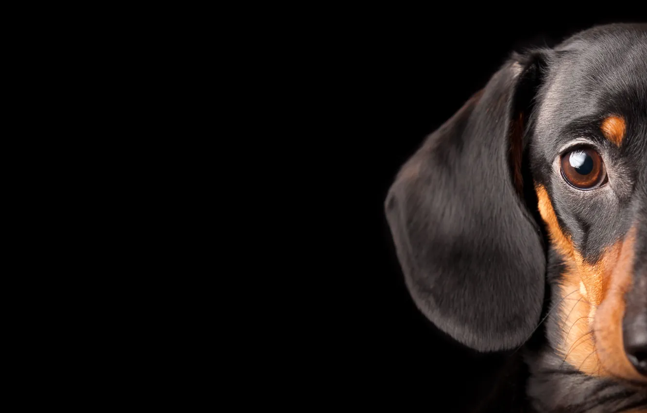 Photo wallpaper eyes, dog, Dachshund, looks, black background