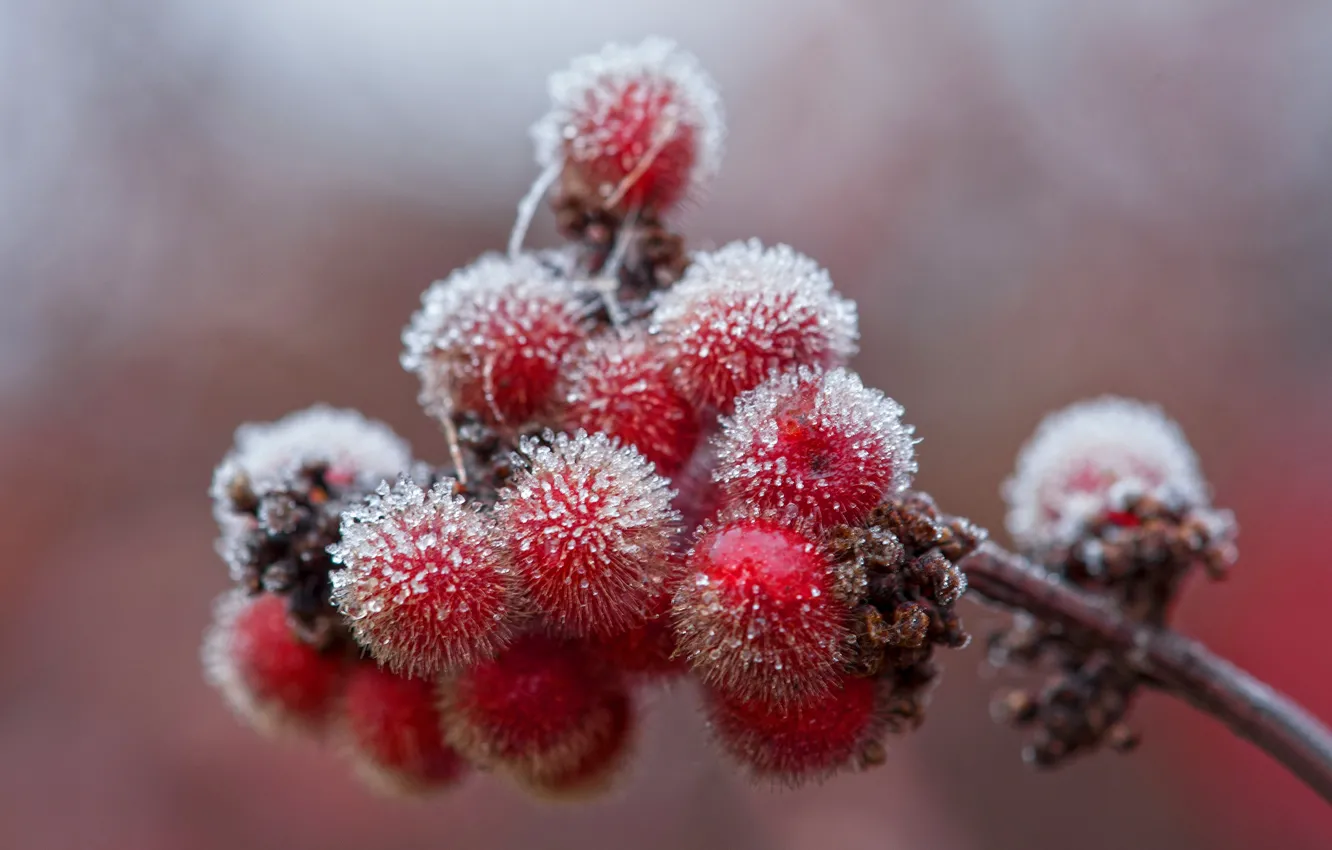Photo wallpaper ice, frost, autumn, berries, branch, crystals