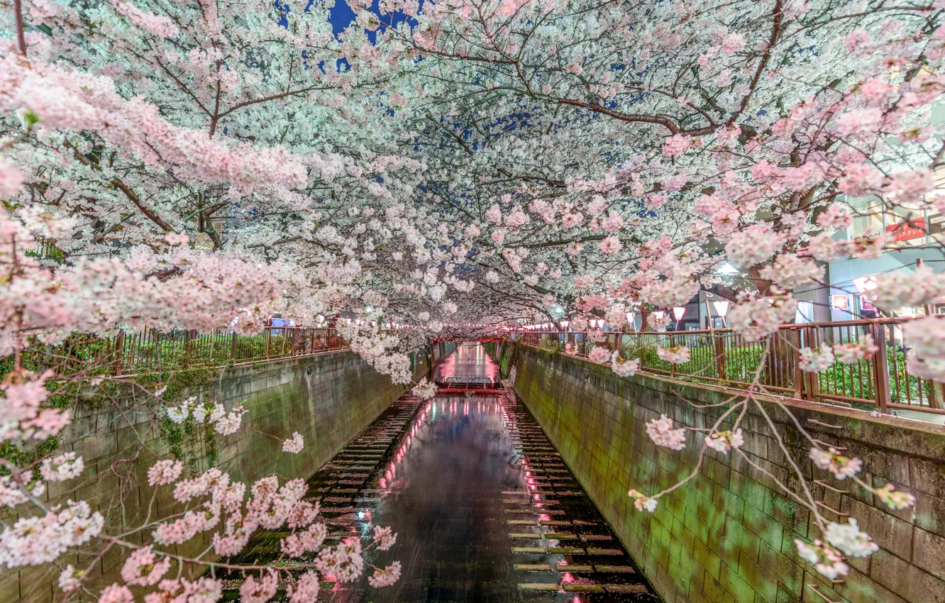 Photo wallpaper nature, spring, Japan, Sakura, Tokyo, channel