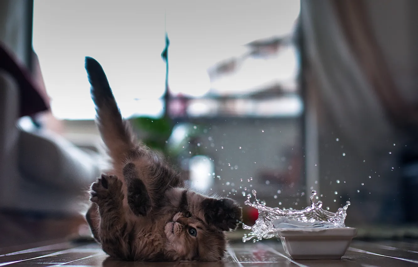 Photo wallpaper cat, squirt, oops, Daisy, © Ben Torode, bums