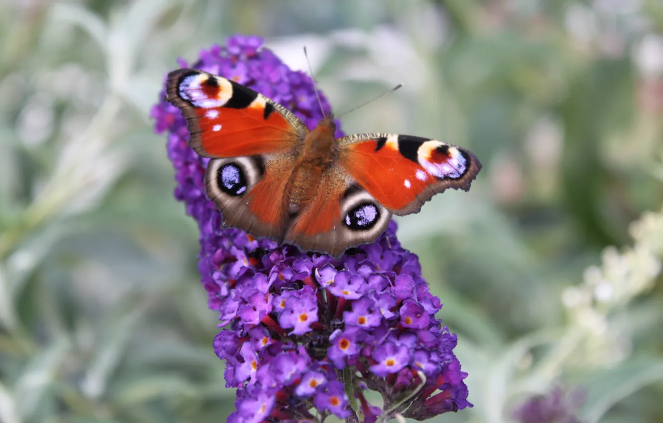 Photo wallpaper eyes, butterfly, purple