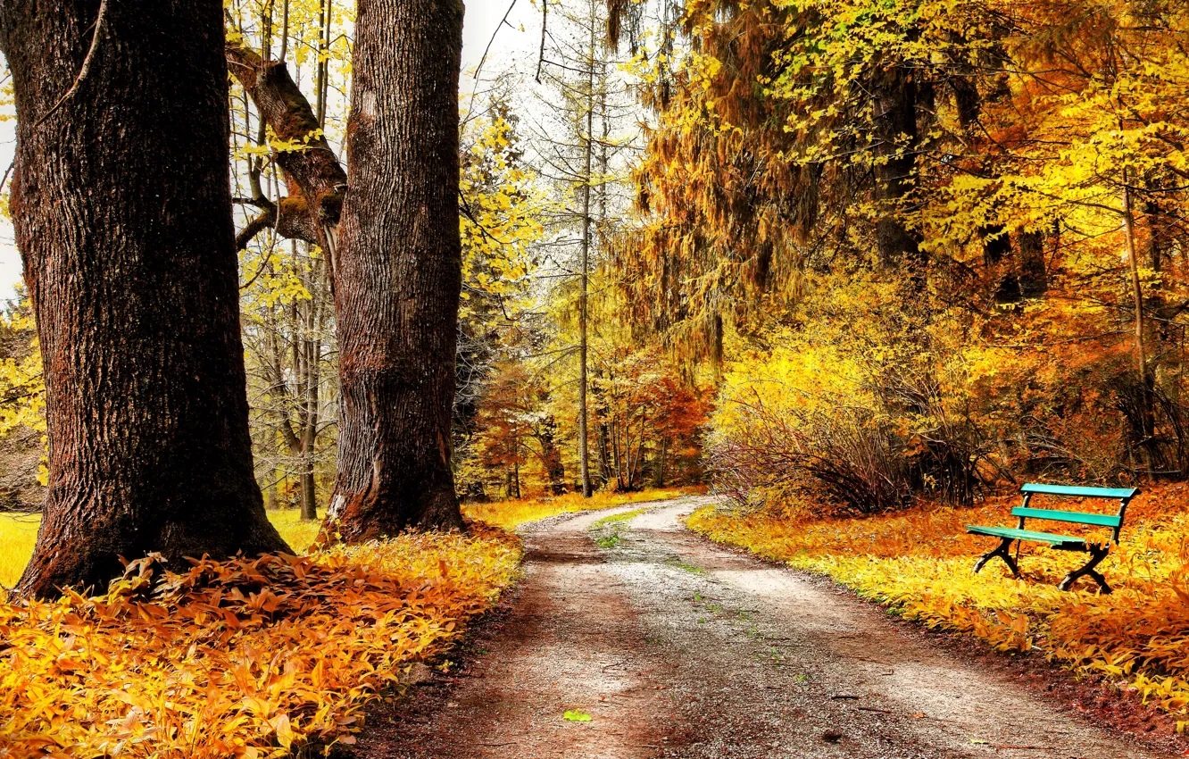 Wallpaper road, autumn, leaves, trees, bench, nature, Park, yellow, shop,  shop, the bushes, bench images for desktop, section природа - download