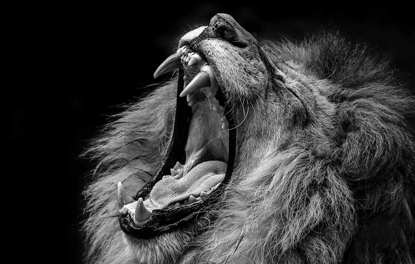 Wallpaper Leo, mouth, beast images for desktop, section животные - download