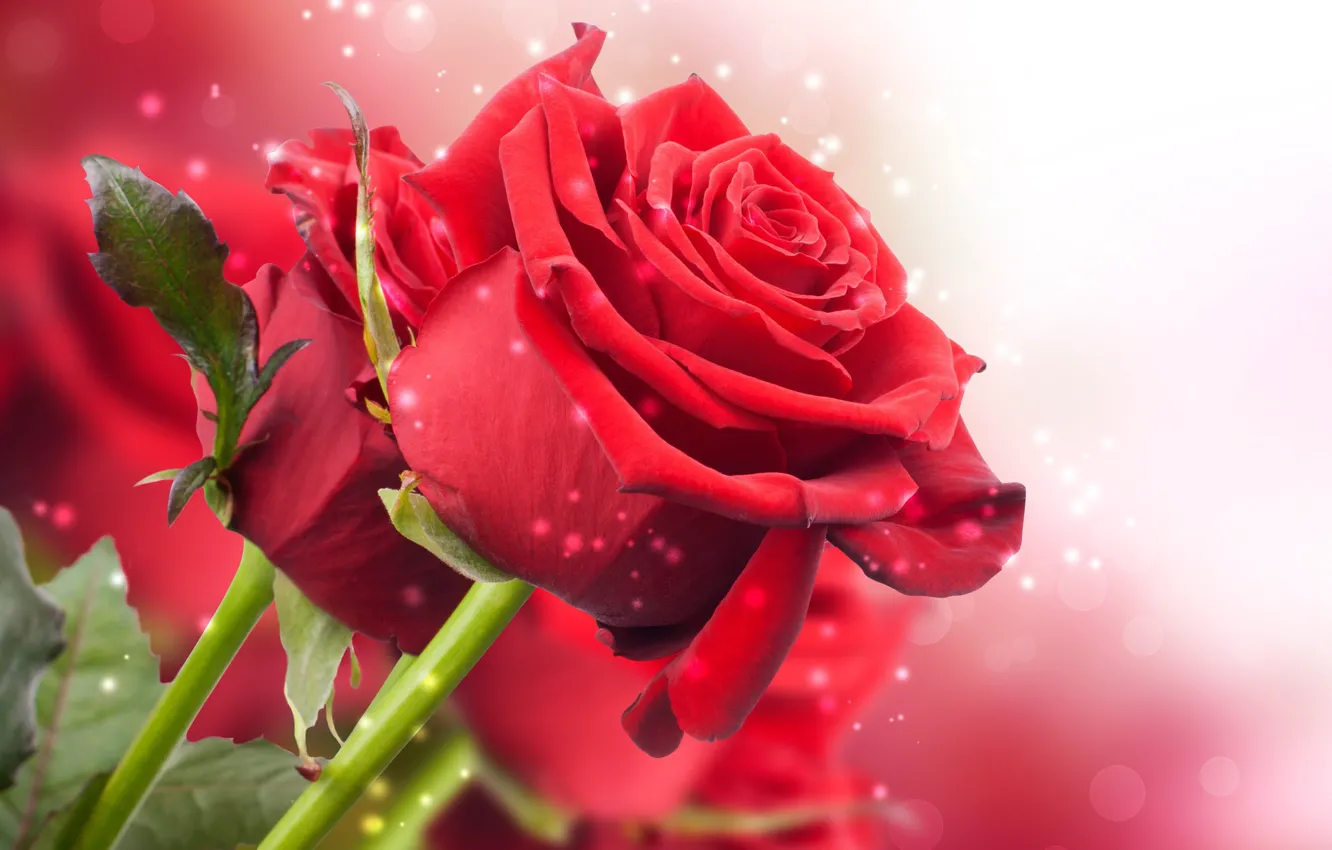 Wallpaper stems, roses, bouquet, petals, red images for desktop ...