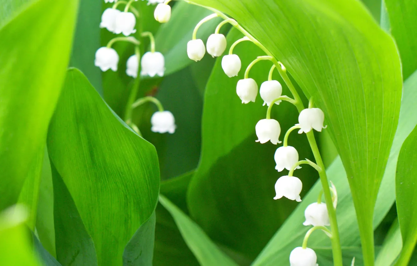 Wallpaper greens, macro, spring, juicy, Lilies of the valley images for ...