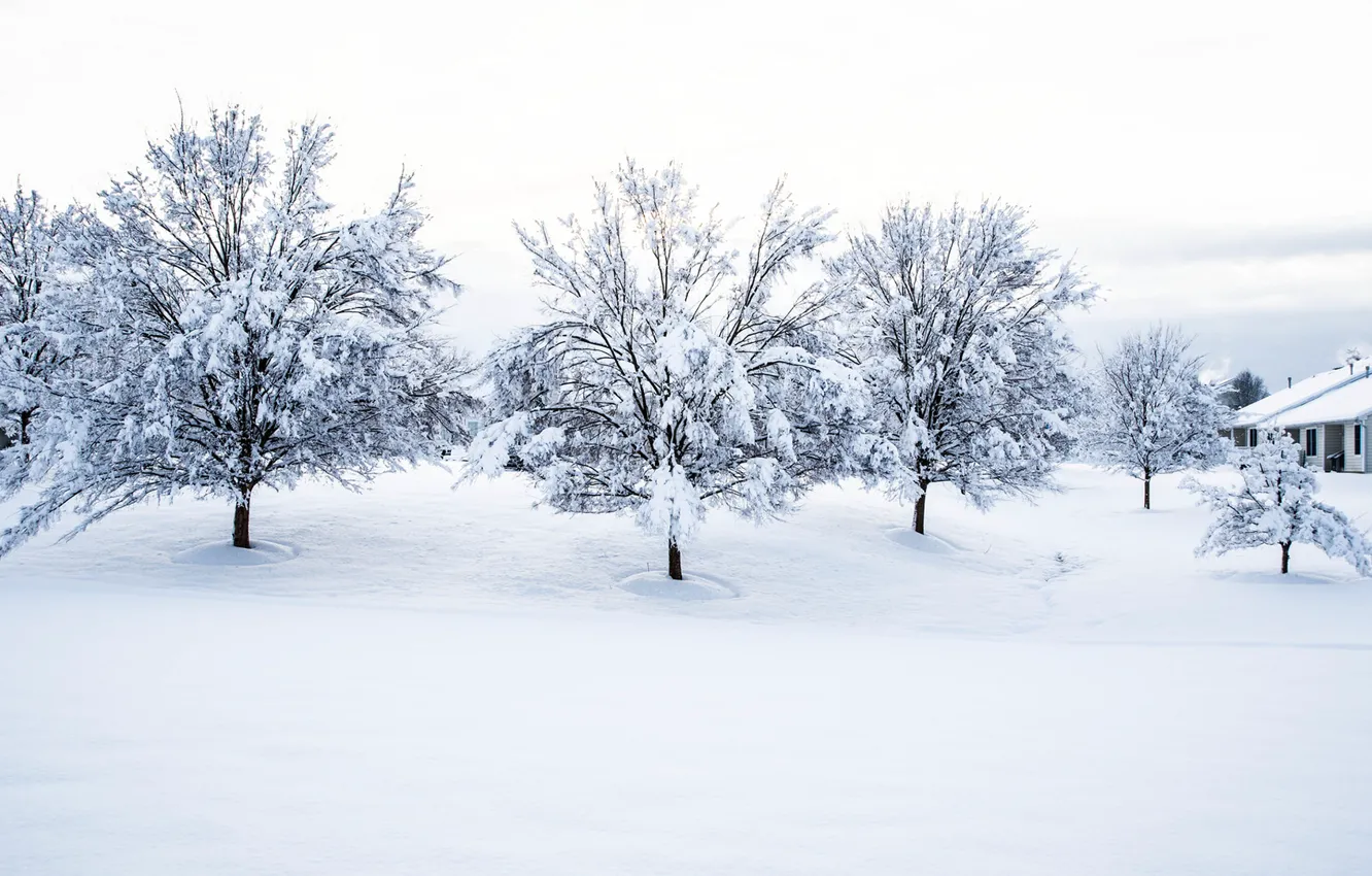 Photo wallpaper Winter, trees, snow, houses