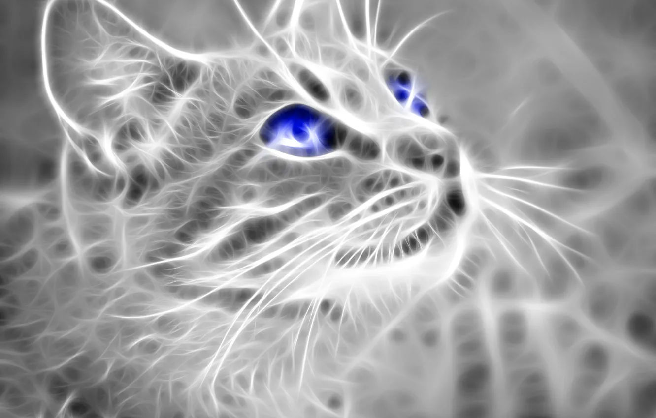 Wallpaper White Black Cat Blue Eyes Look Up Images For Desktop Section Abstrakcii Download