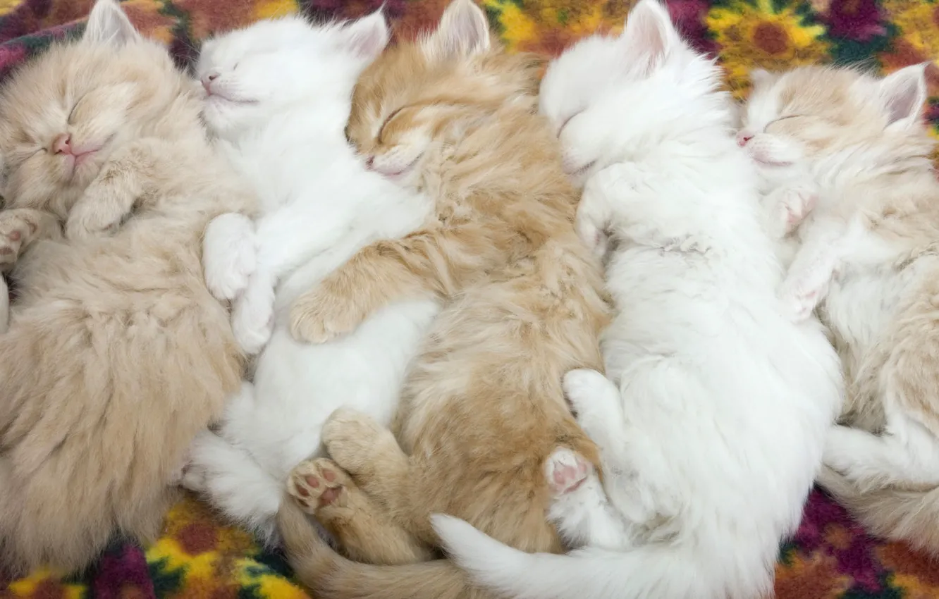 Photo wallpaper animals, tenderness, kittens, kids, sleeping kittens