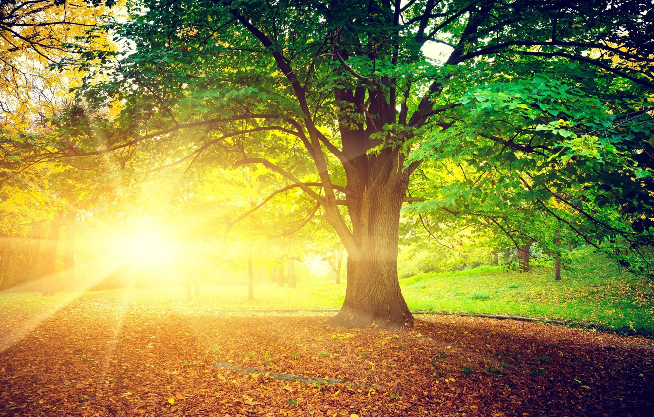 Wallpaper autumn, leaves, the sun, rays, trees, nature, background, tree,  widescreen, Wallpaper, day, wallpaper, leaves, bright, nature, widescreen  images for desktop, section природа - download