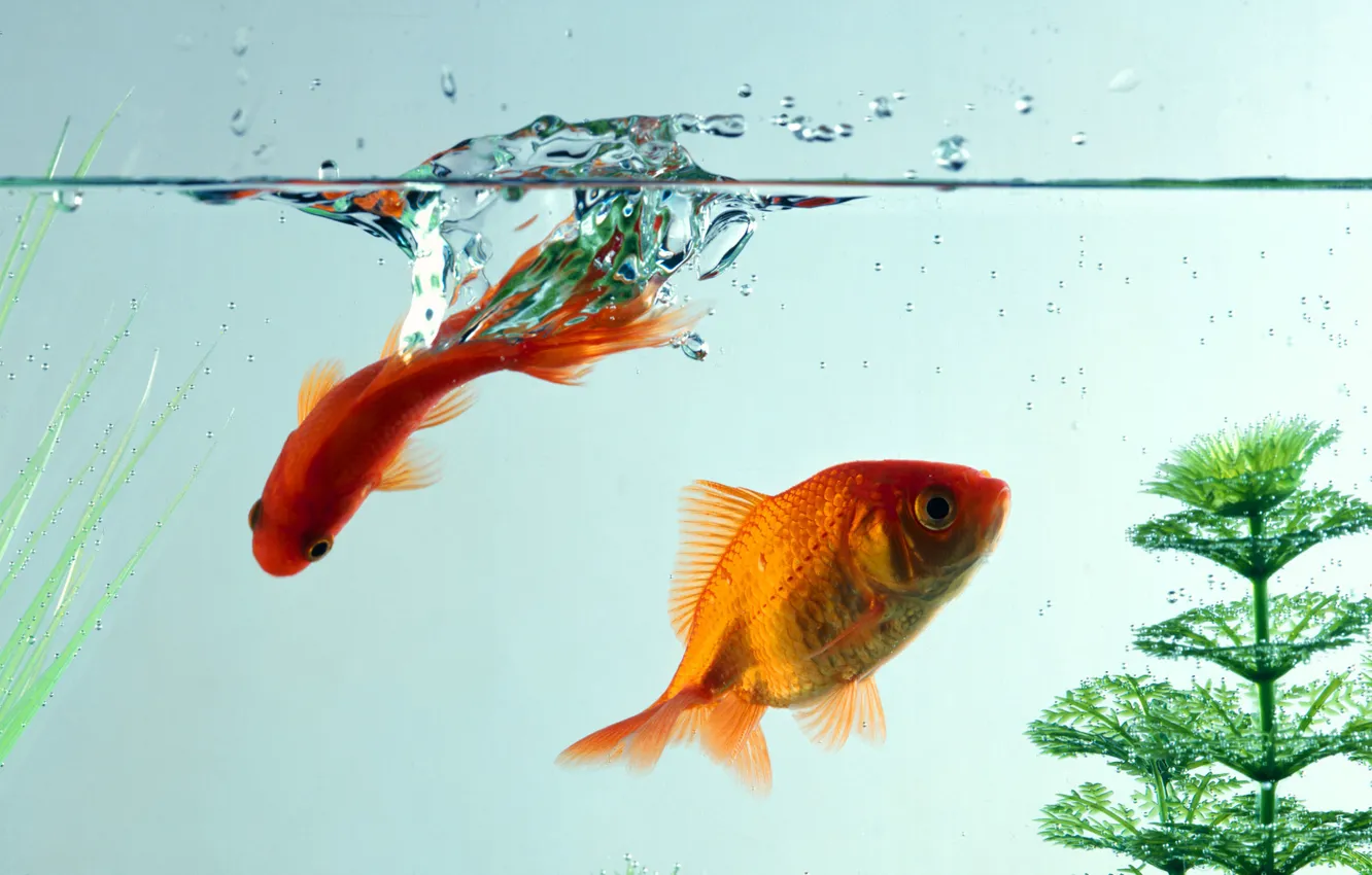 Wallpaper water, macro, fish, aquarium, goldfish images for desktop,  section животные - download