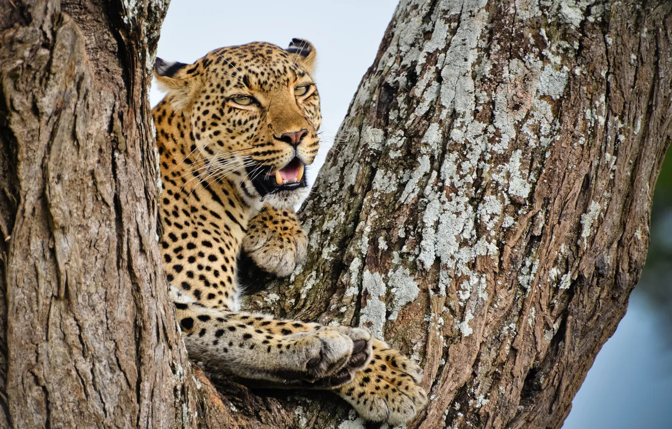 Photo wallpaper look, tree, stay, predator, leopard, African