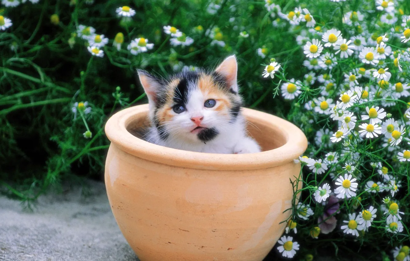 Photo wallpaper flowers, kitty, chamomile, pot