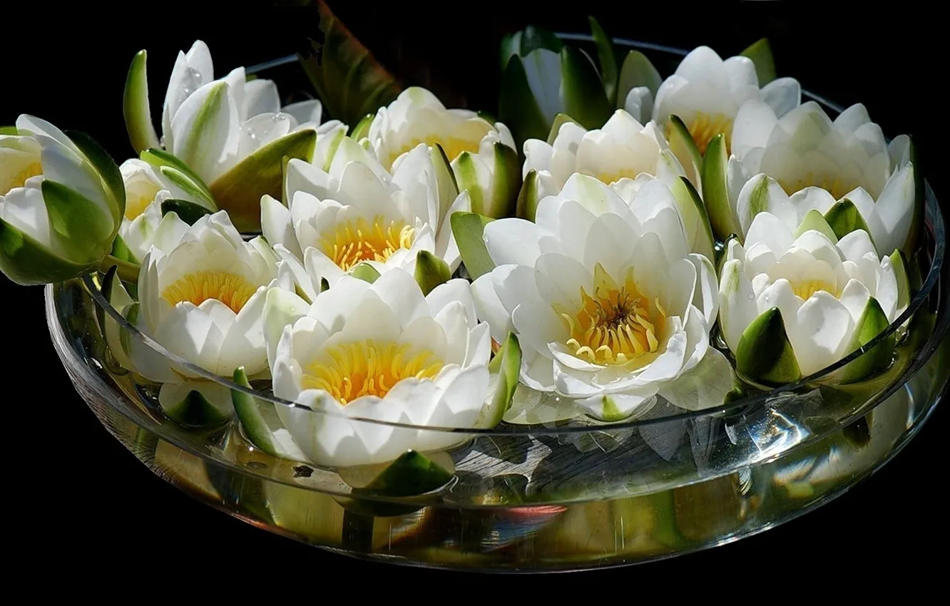 Photo wallpaper water, flowers, bouquet, Lotus, vase