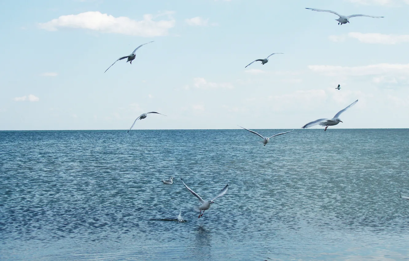 Photo wallpaper sea, water, flight, seagulls, calm, blue, blue, cormorants