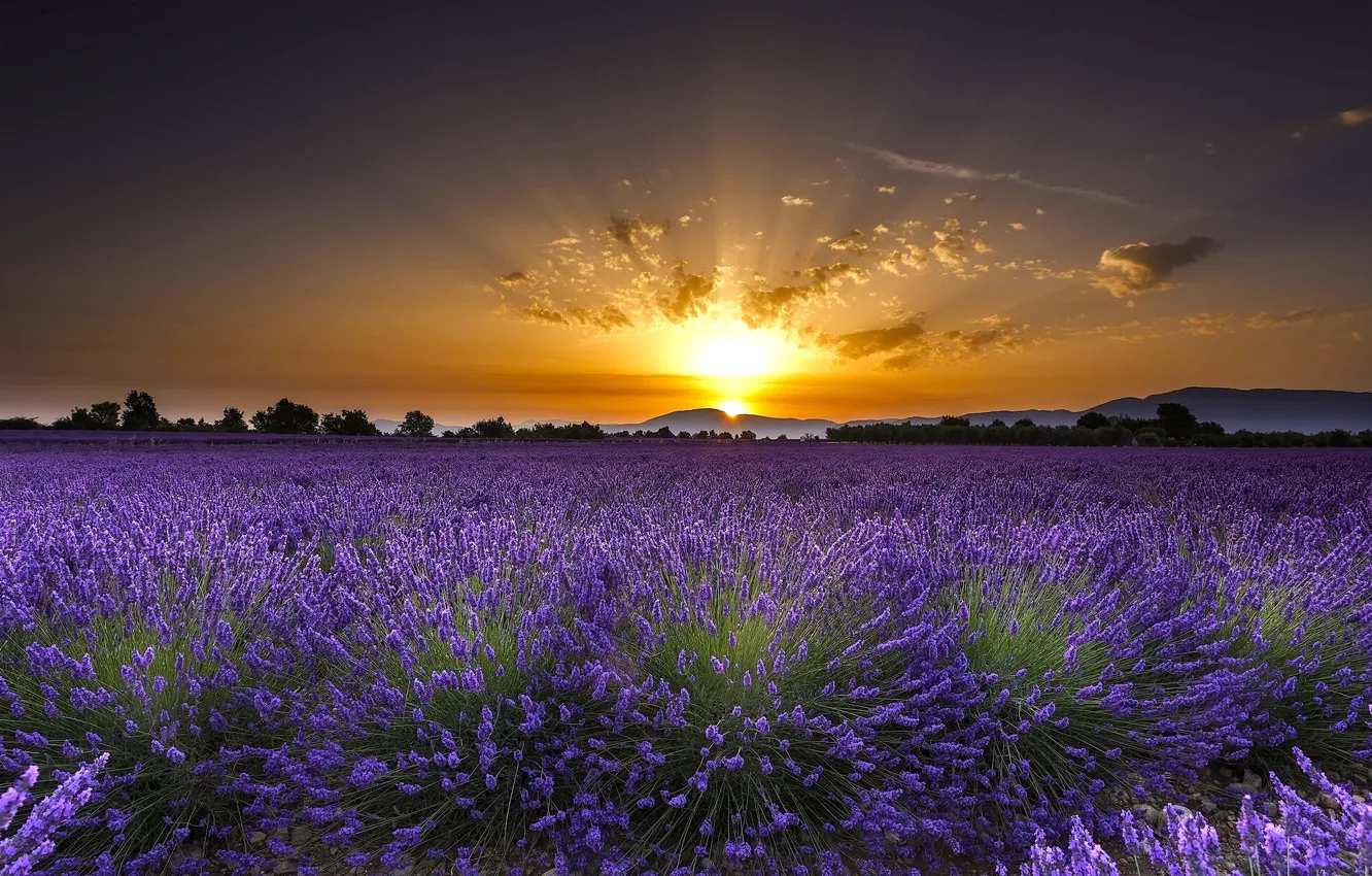 Photo wallpaper field, flowers, sunrise, dawn, France, France, lavender, Valensole, Valensole