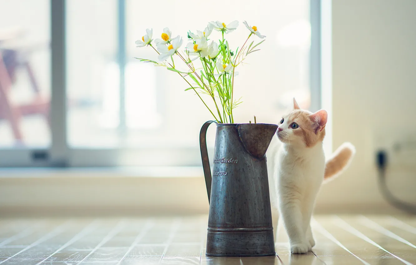 Photo wallpaper cat, flowers, © Ben Torode, Hannah