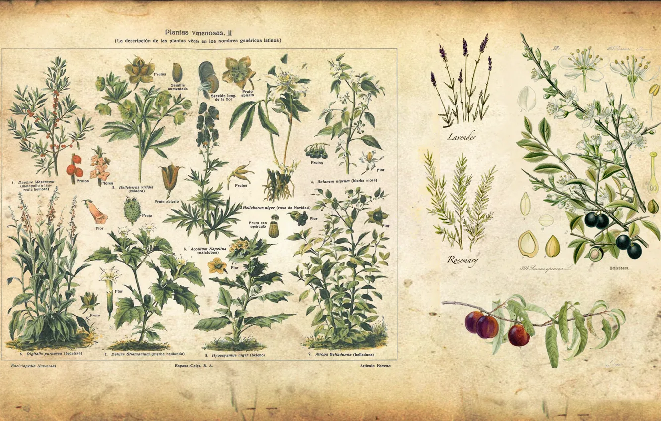 Wallpaper plants, vintage, illustration, illustration, spice images for  desktop, section разное - download