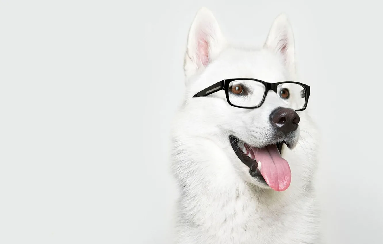 Photo wallpaper dog, glasses, Laika