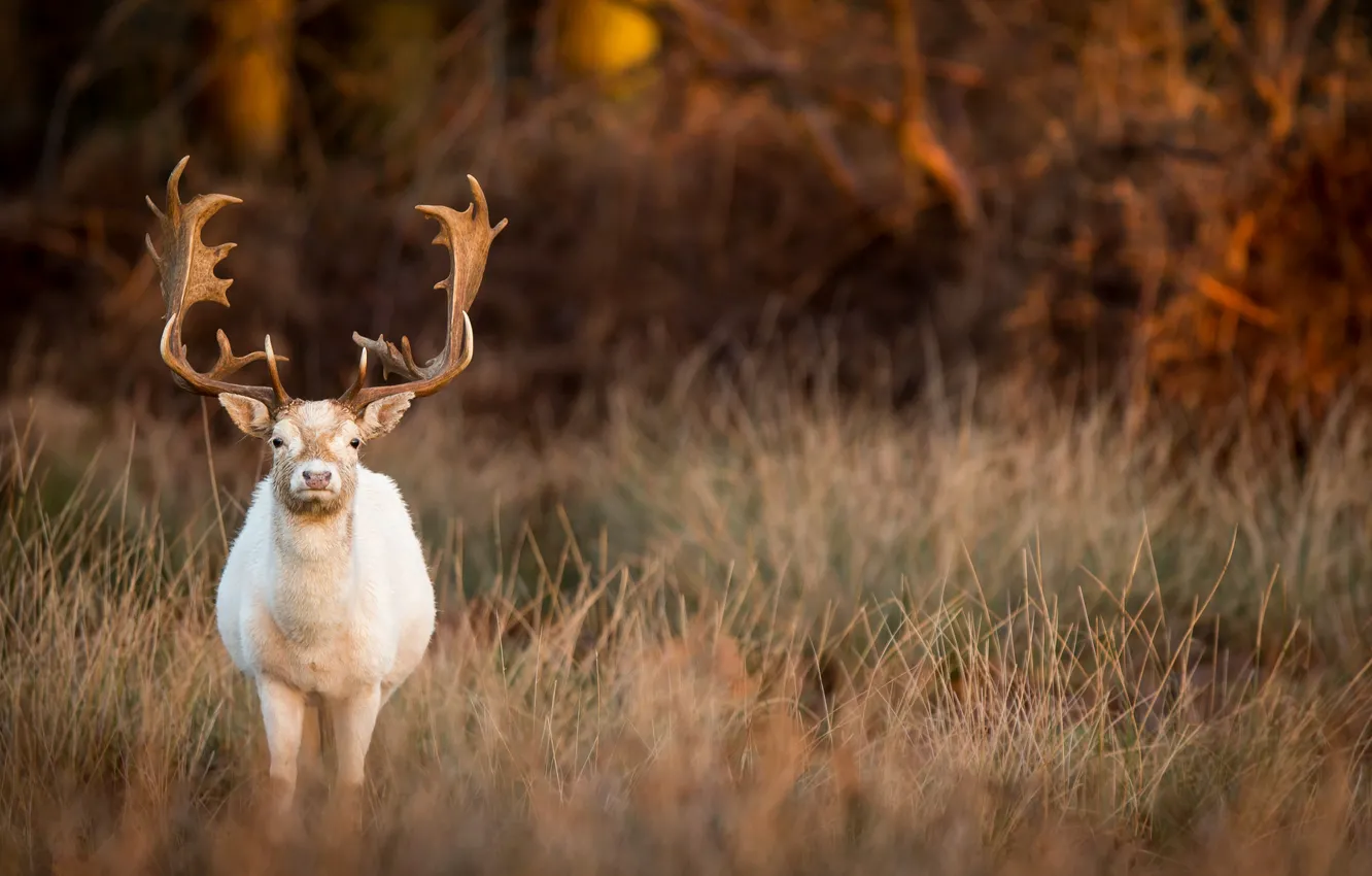 Wallpaper nature, background, deer images for desktop, section животные -  download