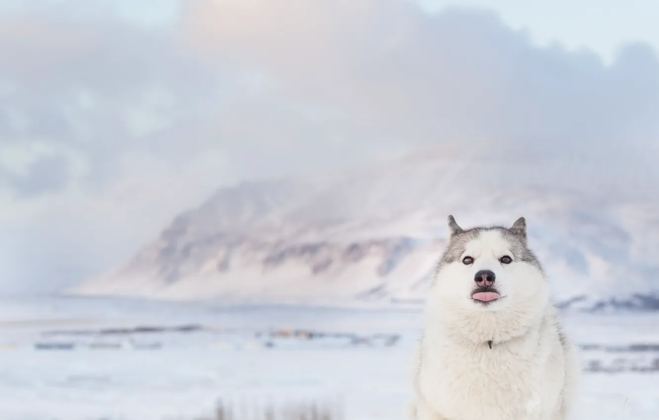 Wallpaper beach, sea, ocean, dog, winter, clouds, mountain, snow, seaside,  funny, husky images for desktop, section собаки - download