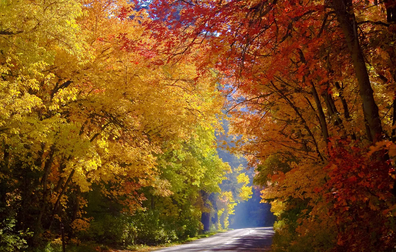 Photo wallpaper road, autumn, trees, Utah