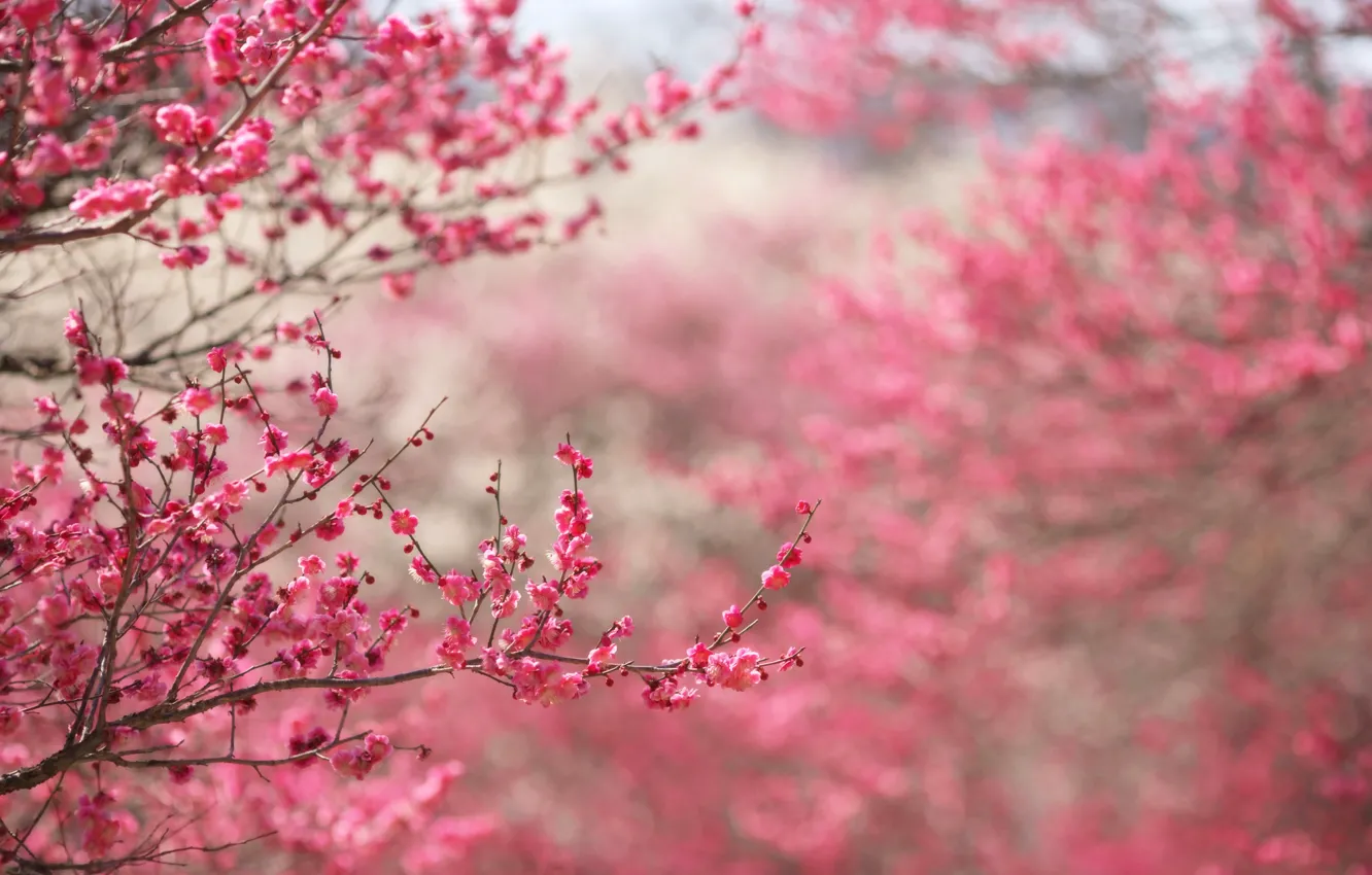 Wallpaper flowers, branches, nature, background, pink, focus, spring,  Sakura, flowering, twigs images for desktop, section природа - download
