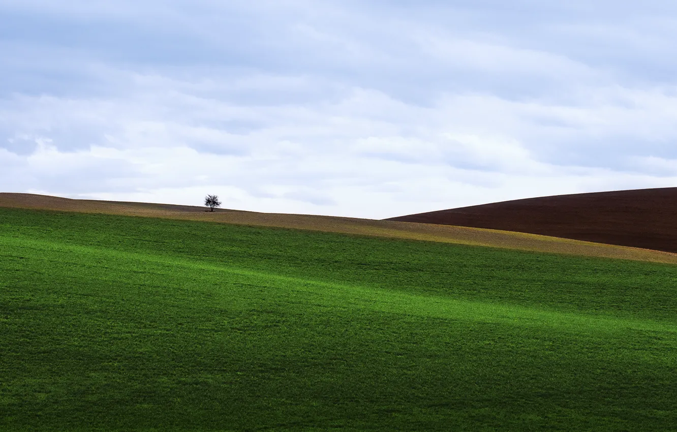 Photo wallpaper field, grass, tree, lawn, hills
