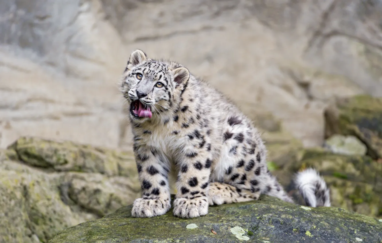 Photo wallpaper language, cat, look, stone, IRBIS, snow leopard, ©Tambako The Jaguar
