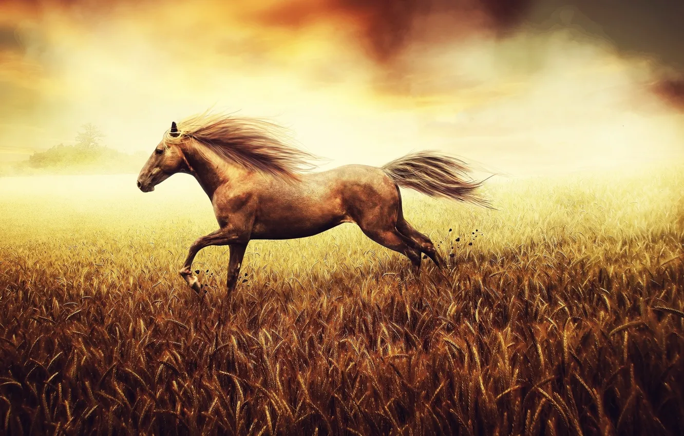 Photo wallpaper field, horse, running, grass, nature, horse