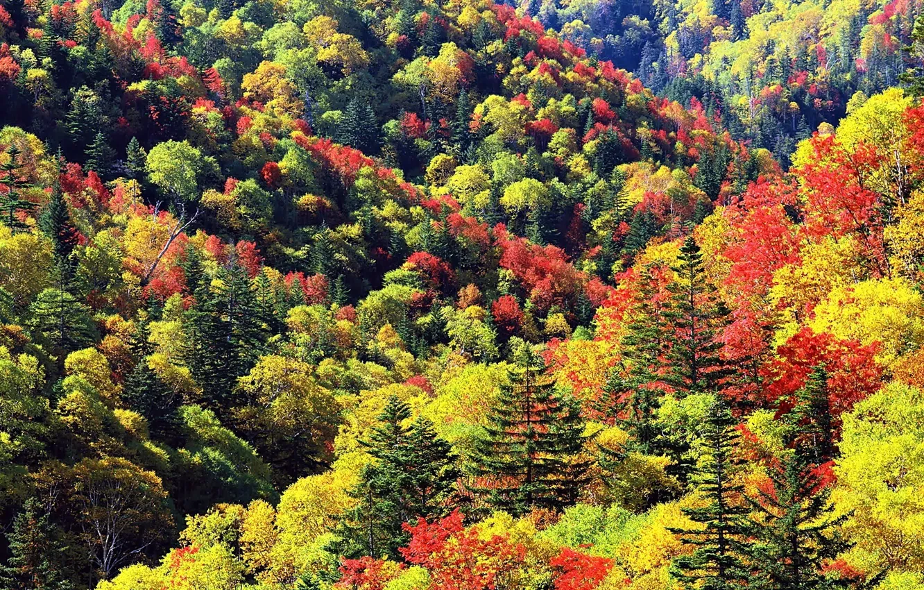 Photo wallpaper colorful, Autumn, tree