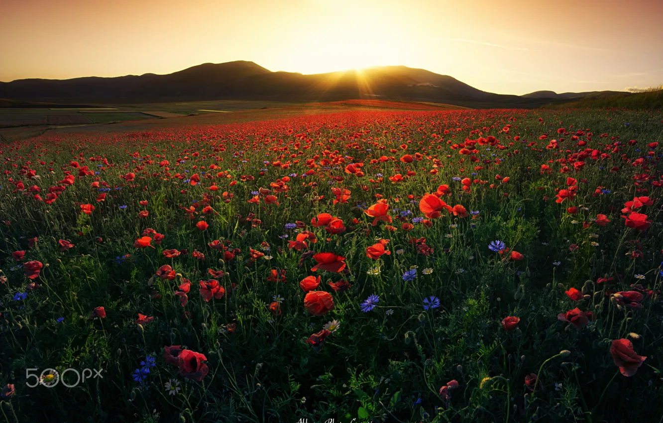 Photo wallpaper field, the sky, the sun, light, flowers, Maki