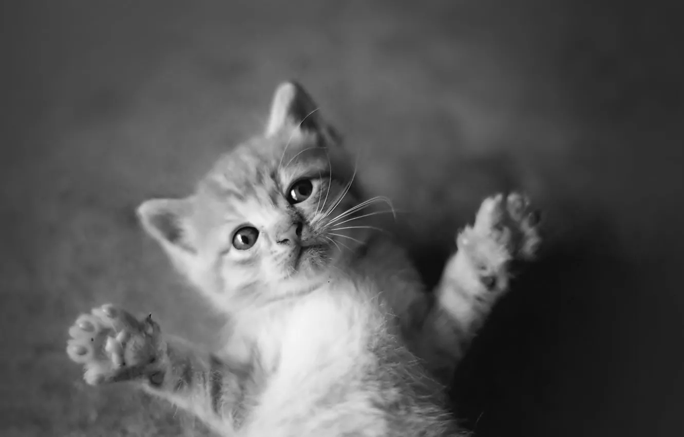 Wallpaper animals, black and white, cats, cute, kittens images for desktop,  section кошки - download