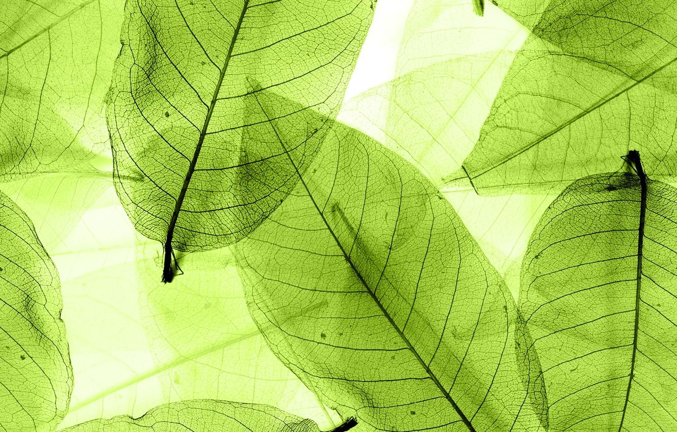 Wallpaper leaves, green, abstract, leaves, macro, transparent images for  desktop, section абстракции - download