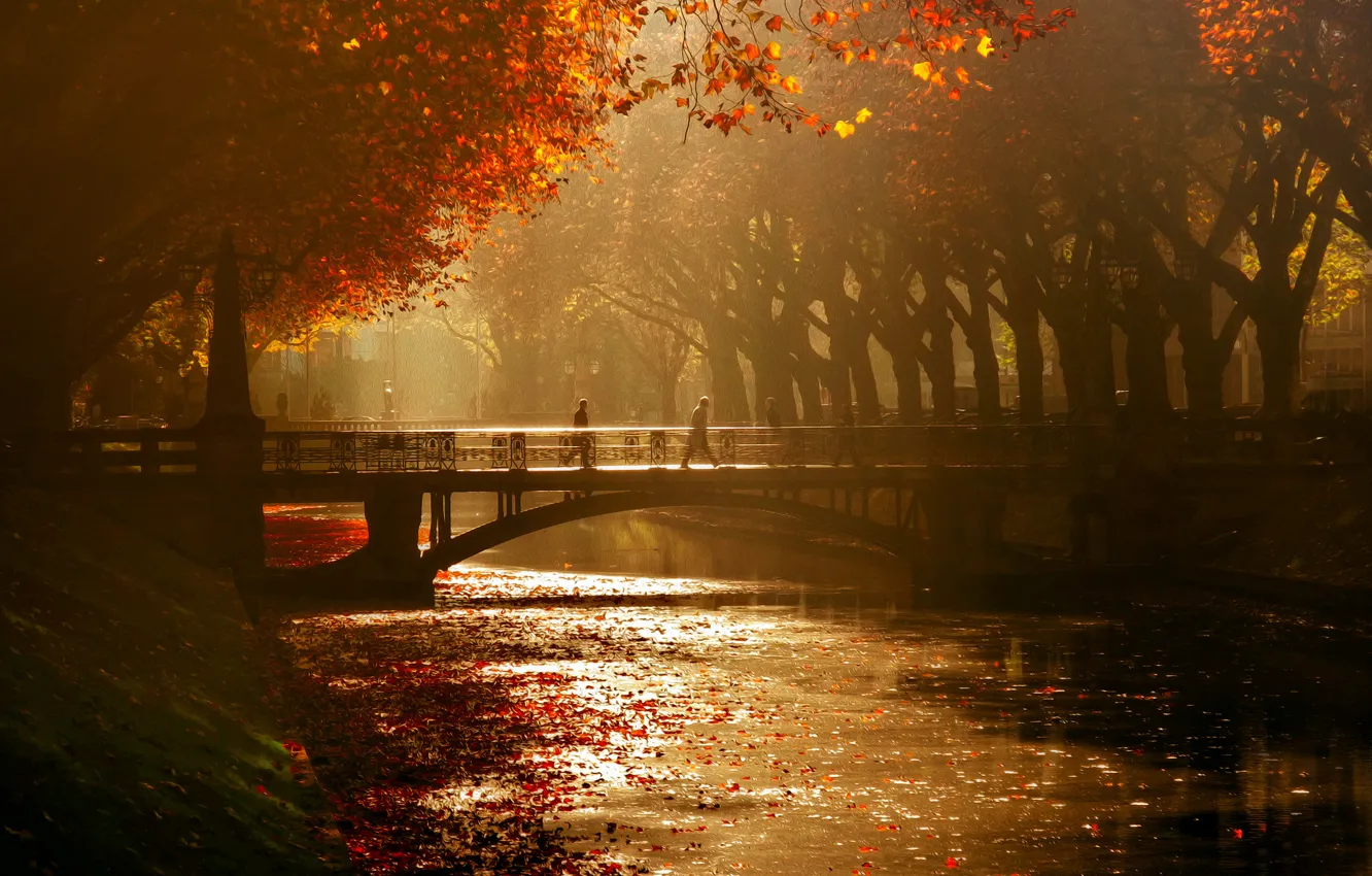 Photo wallpaper autumn, trees, bridge, channel, Dusseldorf, Königsallee