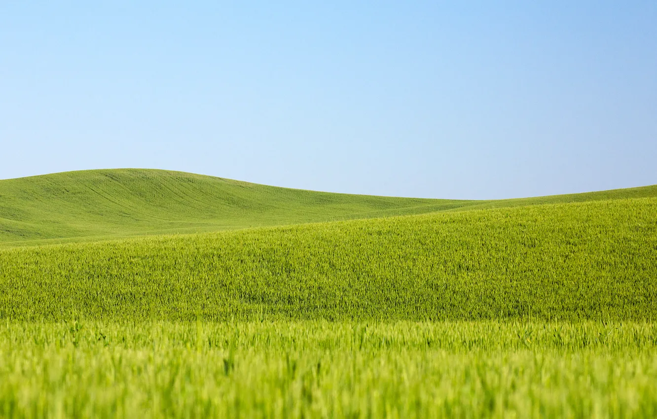Photo wallpaper wheat, field, the sky, line, the countryside, wheat fields, farm